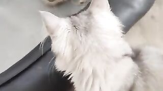 Сatsnkittens