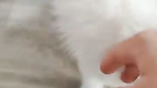Сatsnkittens