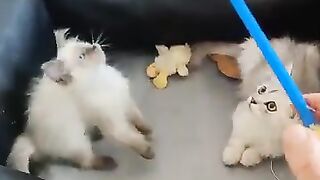 The cats are playing.