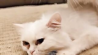 The cat wants a cat.