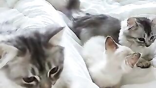 Cats are scratching the bed