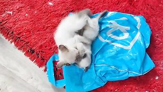 Sweet fight 2 ragdoll kittens