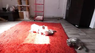 kittens having fun under the sun