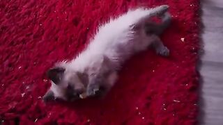Action movie ragdoll kittens