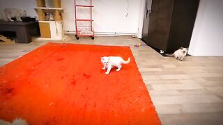 Why are Ragdoll cats so fast?