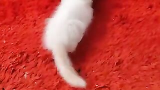 Ragdoll cats tease each other