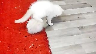 Ragdoll kittens Race for Leadership