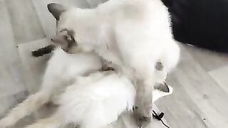 Preventing Ragdoll Cats from Breastfeeding from Another Mother