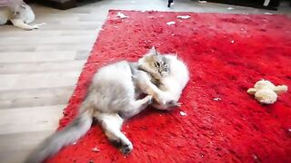 cute Misunderstanding between kittens