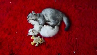 A beautiful friendship between Ragdoll cats