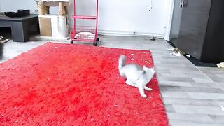 How Ragdoll Cats Chase Lasers
