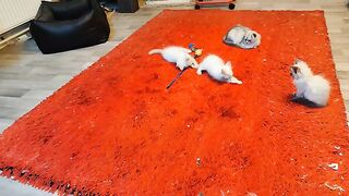 Cats dancing, jumping and chasing lasers
