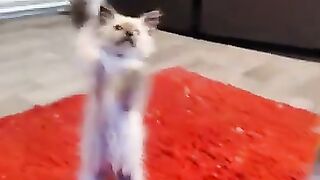 Ragdoll cats have this talent. discover the talent yourself