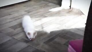Ragdoll cats chase lasers