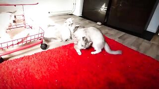 Ragdoll cats do not forgive easily.