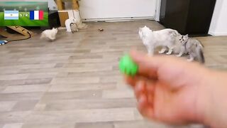 When Ragdolls Play Football