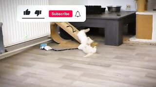 Ragdoll Cat Power Struggle