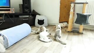 Real battle and martial arts but what is the reason