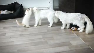 More fun, adventures and new secrets with Ragdolls!