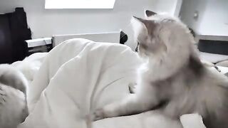 The world full of love that cats bring to you for free