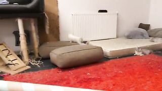 Ragdoll kitten Defeats Two Persian Cats