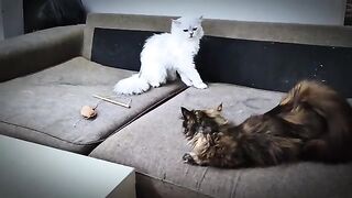 How do Persian cats mate?