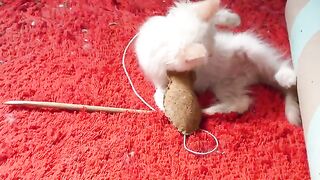having fun with my kittens