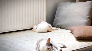 cute funny ragdoll kittens fighting