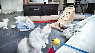 slow motion funny ragdoll kittens jumping after the ball