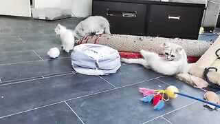 funny ragdoll kittens jumping and having fun