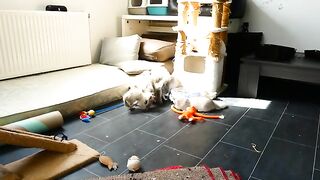 cute ragdoll kitten play moment
