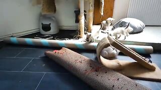 The mother teaches the kittens to play professionally