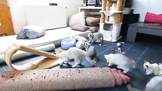 A football match between the Ragdoll VS Ragdoll Mix. who will win?
