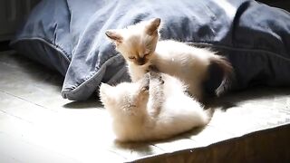 Ragdoll cats deviate from cat laws