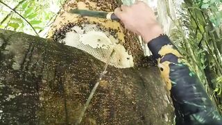 native forest honey bee harvest