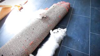 Ragdoll cats love drama