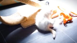 The little ragdoll is jealous