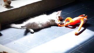 The little ragdoll punishes his friend for this reason