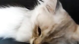 Sleepiness makes him eat with his eyes closed