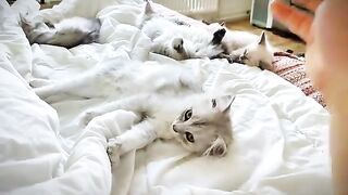 The cat doesnt love you if it doesnt do this to you every morning