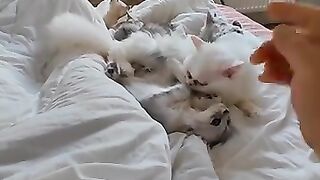 Cats wake me up that way