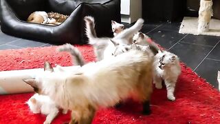The ragdoll cat complains to his mother