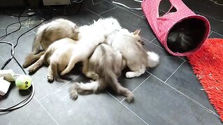 Ragdolls reaction when she sees her babies hungry