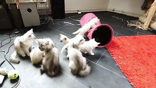 A small ragdoll cat challenges the big cats. Will he win?