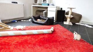 Ragdoll cats enjoy playing and chasing