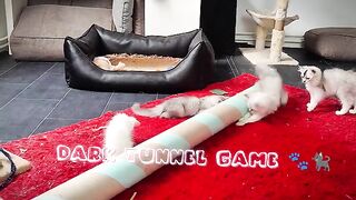 The wonders of ragdoll cats. Cats getting out of control.