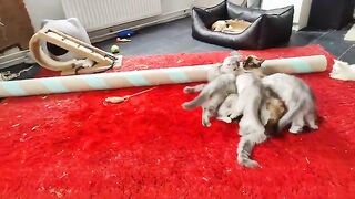 The mother was surprised that they had become bigger than her. Watch the mothers looks at the end
