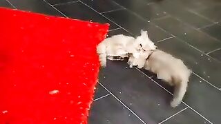 The game turned into a real fight.and the situation became out of control