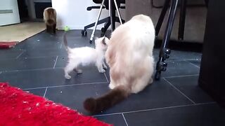 The sound of the ragdoll when she calls her kittens