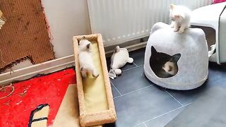 Ragdoll party. Sports, training, friendship and fighting.